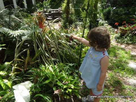 Vivian points to the nearly ripe pink pineapple.